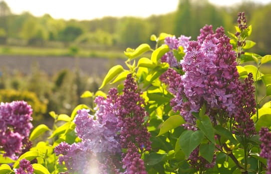 Lilac flowers branch. Floral background natural spring. Blossoming lilac flower bud. spring time color. Beautiful purple petal plant. Summer garden Pink liliac
