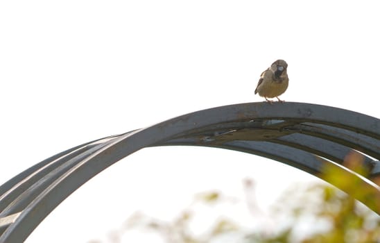 sparrow sits on the fence. Sparrow. A small bird sits and chirps on a metal fence.