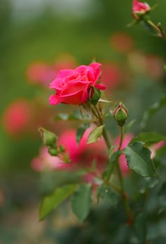 Beautiful Red rose on Black background. Petals of Blooming pink rose flower open, close-up. Holiday, love, birthday. Bud closeup.