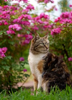 homemade tricolor cat sits on the path under a bush of blooming roses on her yard. Beauty in nature, pet care, human next to animals