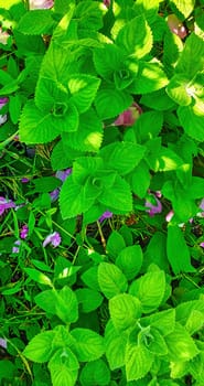 abstract green leaves texture, nature background. vertical image download photo