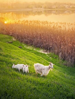 A goat with two little white kids grazing grass on the  fresh green pasture. Idyllic spring sunset light over the lake and the golden reed