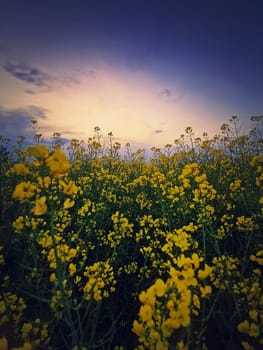 Closeup rapeseed field under sunset sky, vertical background. Land with yellow canola flowers in the evening. Spring farmland seasonal blooming