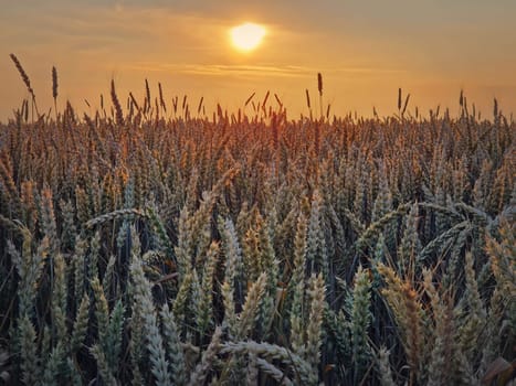Golden wheat field in sunset light. Beautiful Rural scenery under the summer sun. Ripening ears, harvest time, agricultural background