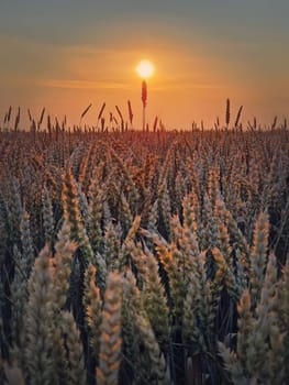 Golden wheat field in sunset light. Beautiful Rural scenery under the summer sun. Ripening ears, harvest time, vertical agricultural background