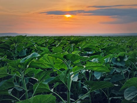Growing sunflower plants in the field over sunset sky background