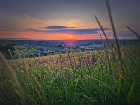 Summer sunset landscape with a view over the green valley with purple flowers