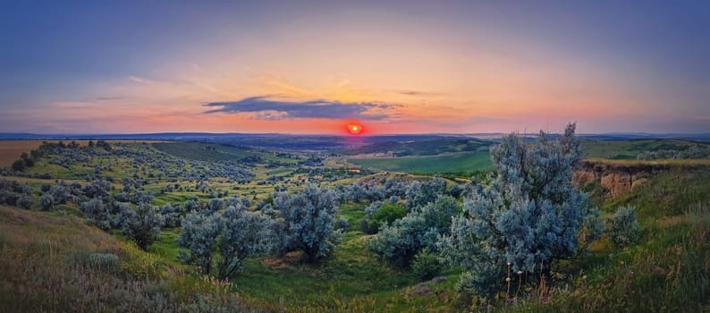 Panoramic summer sunset. Scenic view over the green valley with bushes. Evening natural landscape