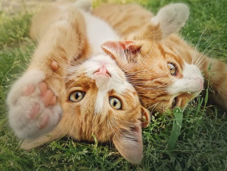 Two orange kittens playing together outdoors on the grass. Funny and playful ginger cats fighting games, biting and hugging
