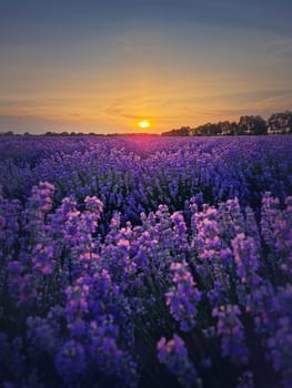 Picturesque scene of blooming lavender field. Beautiful purple pink flowers in warm summer light. Fragrant lavandula plants blossoms in the meadow, vertical background
