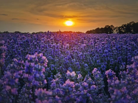 Idyllic view of blooming lavender field. Beautiful purple blue flowers in warm summer sunset light. Fragrant lavandula plants blossoms in the meadow
