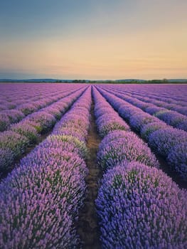 Picturesque scene of blooming lavender field. Beautiful purple pink flowers in warm summer light. Fragrant lavandula plants blossoms in the meadow, vertical background

