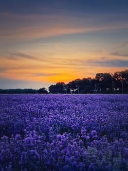 Beautiful scene of blooming lavender field. Purple blue flowers in warm summer dusk. Fragrant lavandula plants blossoms in the meadow, vertical background

