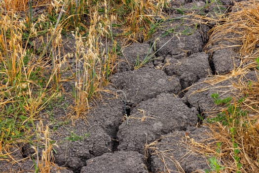 Dry soil and withered crops in agriculture due to drought and dryness in hot climate change summer, Germany