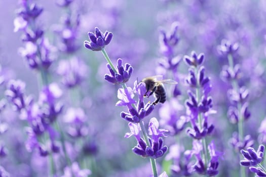 Lavender flower blooming scented fields in endless rows. Selective focus on Bushes of lavender purple aromatic flowers at lavender field. Abstract blur for background.