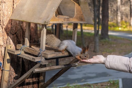 A beautiful red squirrel eats nuts in the forest from a man's hand. A squirrel with a fluffy tail sits and eats nuts close-up. A child feeds a squirrel.