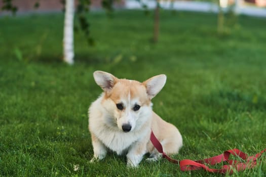 Welsh Corgi Pembroke dog sits on a manicured green lawn in a park in summer. High quality photo