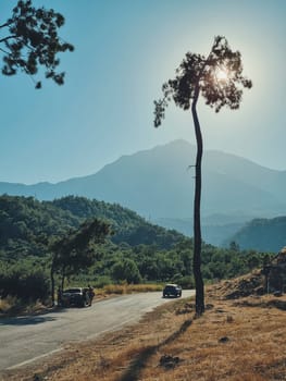 vertical photo. beautiful view of the road, mountains and pine tree resembling a palm tree. concept of summer holiday, travel by car