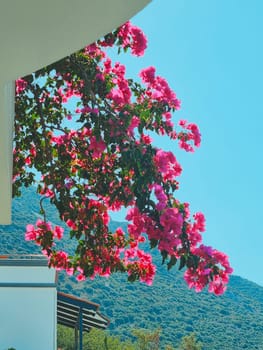 vertical photo. beautiful flowering branches hanging from the balcony against the backdrop of the blue sky and mountains.