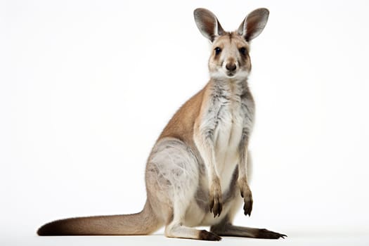 Kangaroo, isolated on a white background.