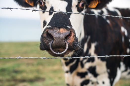 Spotted cow behind barbed wire with a pierced nose in Normandy, France