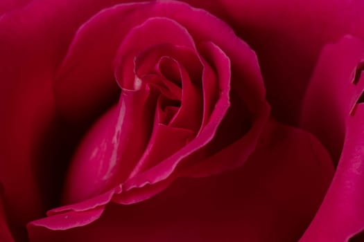 Red Rose Flower close up background. Beautiful Dark Red Rose closeup. Symbol of Love. Valentine card design