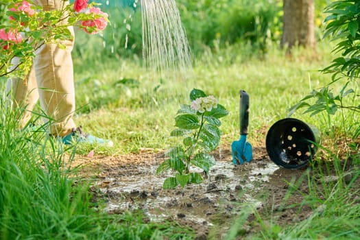 Close-up of woman with watering can watering young hydrangea plant planted in ground in spring garden. Nature, gardening, landscape design, spring summer work in garden