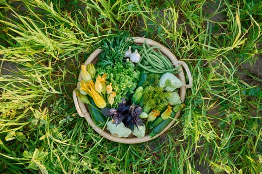 Top view vegetable green basket, summer harvest, background nature grass in sunlight. Ingredients zucchini cucumbers asparagus beans lettuce leaves garlic squash arugula basil, farmers market