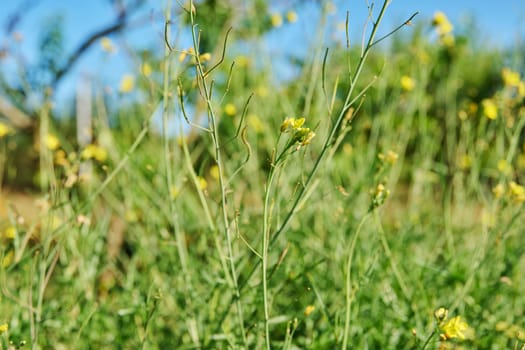 Close up of arugula plant with branches with flowers with seeds, summer nature background. Agriculture, farmers market, organic food