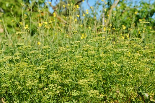 Close up of parsley plant with branches with seeds, summer nature background. Agriculture, farmers market, organic food