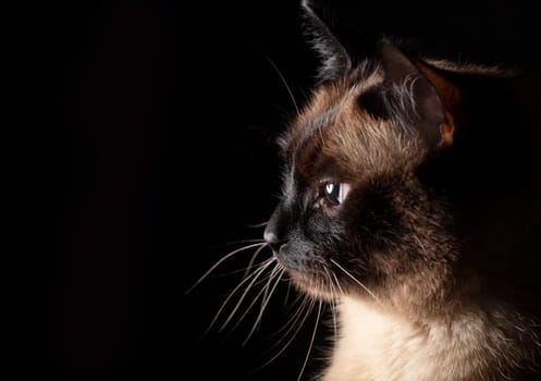 The muzzle of a Siamese cat in profile on a black background.