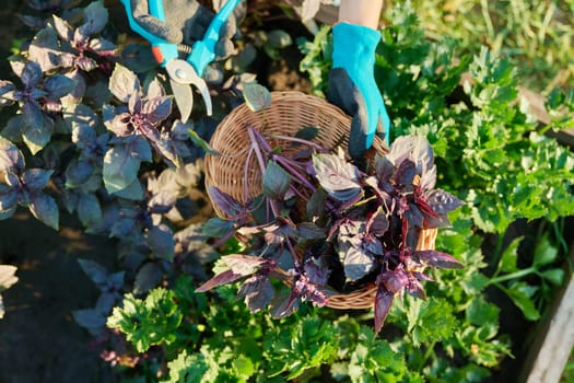 Harvest purple basil in a basket in woman hands, farmer's market, nature background, agriculture, farming, gardening. Natural, bio, organic herbs, vegetarianism, healthy food concept