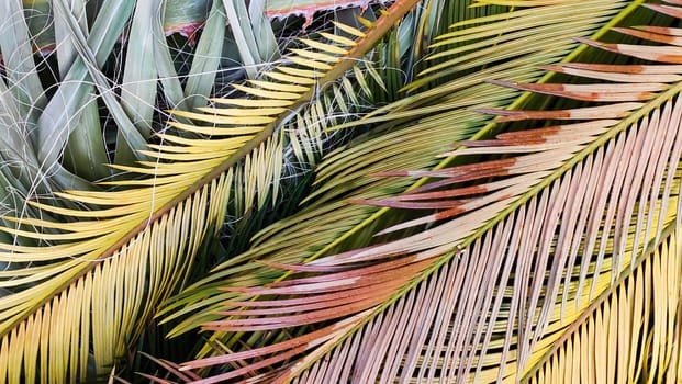 Textured background of multicolored leaves of tropical palm tree, top view.