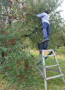 A farmer on a stepladder collects ripe red apples from a tree. Agriculture and gardening concept. Harvesting. Organic ripe red apples