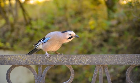 Jay bird in Kislovodsk park.