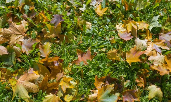 autumn leaves on green grass. Autumn background.