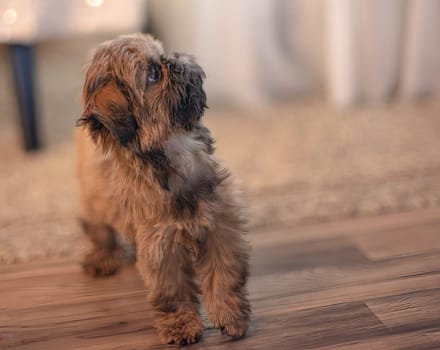 Shih Tzu Brindle Colored Puppy is Adorable and Curious