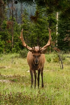 Elk with Magnificent Rack in Jasper, Canada