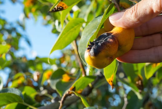 Rust on pear leaves. European pear rust is a fungal disease of pear trees.