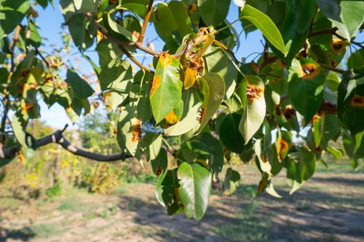 Pear leaves with Gymnosporangium sabinae is a species of rust fungus in the subdivision Pucciniomycotina. Known as pear rust, European pear rust, or pear trellis rust. Problem in gardening.