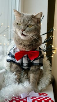 Scottish straight eared cat surprised with red tie bow on New Year's holiday, celebrating Christmas. Pet sitting on the windowsill at home