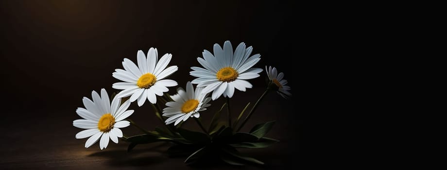 Beautiful copy space background with Daisy flower for content creations and multimedia content creativity