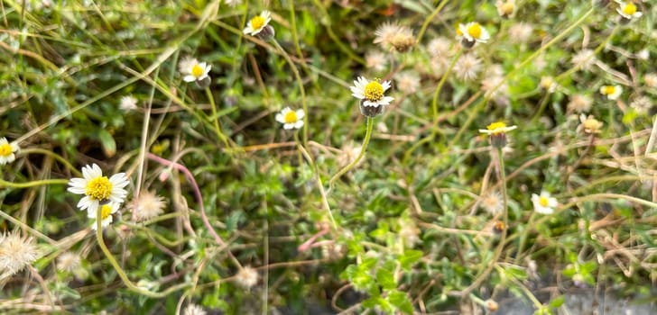 grassy flowers in the meadow