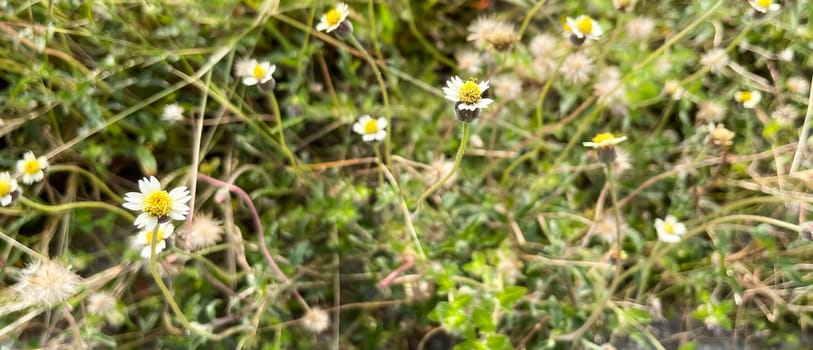 grassy flowers in the meadow