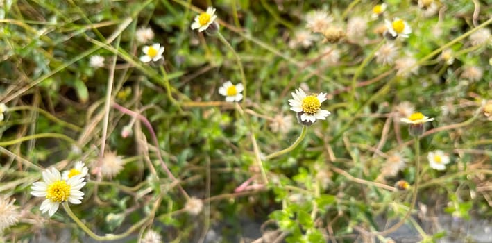 grassy flowers in the meadow