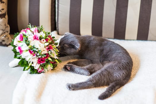 scottish fold cat and wedding bouquet. Bridal fresh bouquet