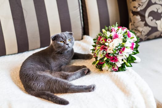 scottish fold cat and wedding bouquet. Bridal fresh bouquet