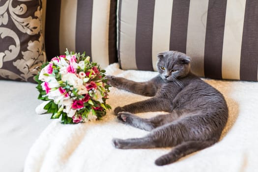 scottish fold cat and wedding bouquet. Bridal fresh bouquet