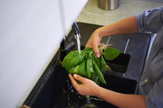 Overhead view. Hands of housewife, unrecognizable woman standing by kitchen counter and washing fresh organic spinach leaves under flowing water in the kitchen sink. Sustainability. Healthy lifestyle