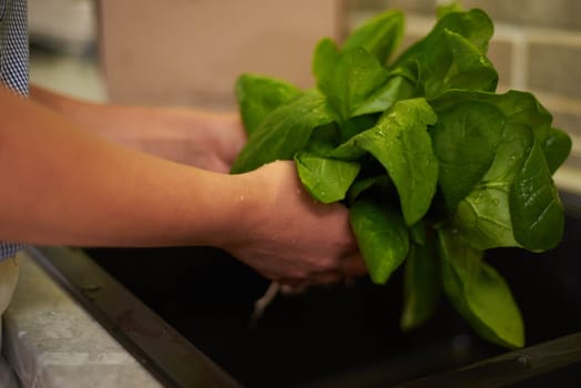 Details on the hands of unrecognizable woman housewife washing green spinach salad leaves in kitchen sink, under flowing water. Dinner at home concept. Healthy eating and dieting concept. Close-up